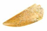 Serrated, Raptor Tooth - Real Dinosaur Tooth #295721-1
